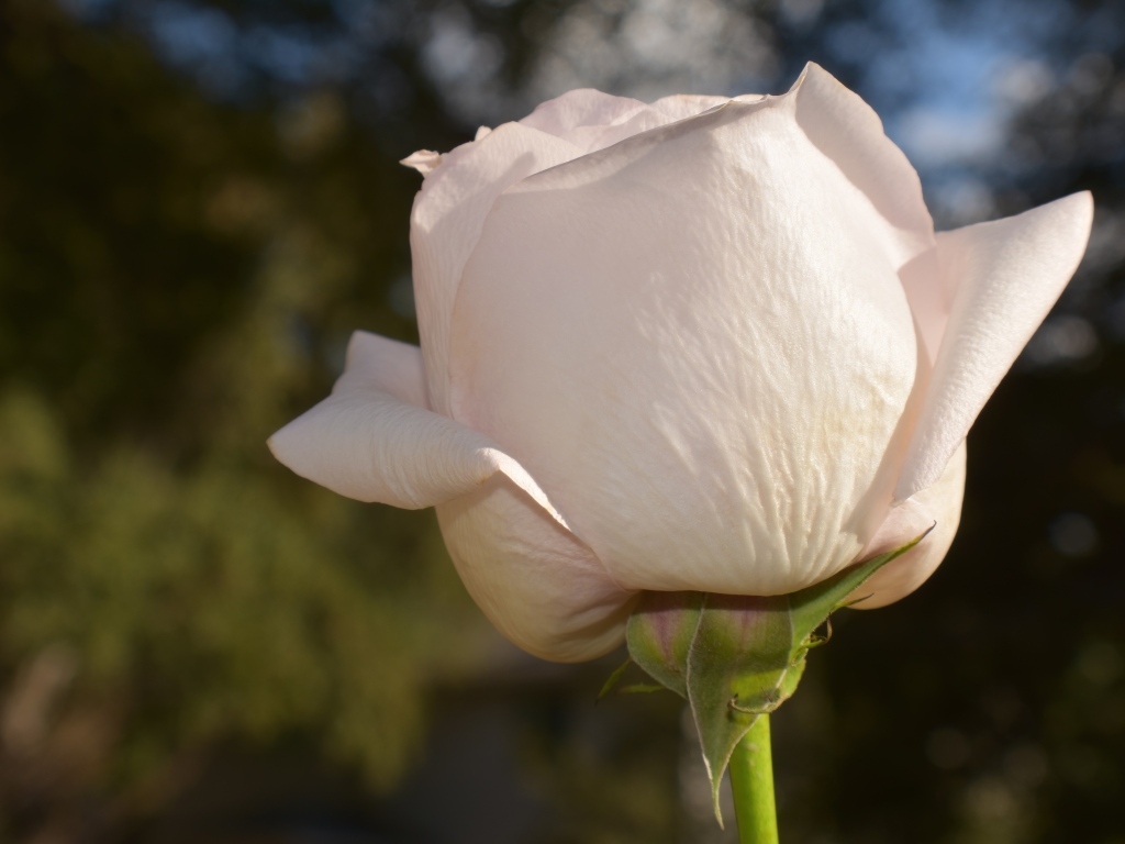 Розовая роза в лучах солнца крупным планом