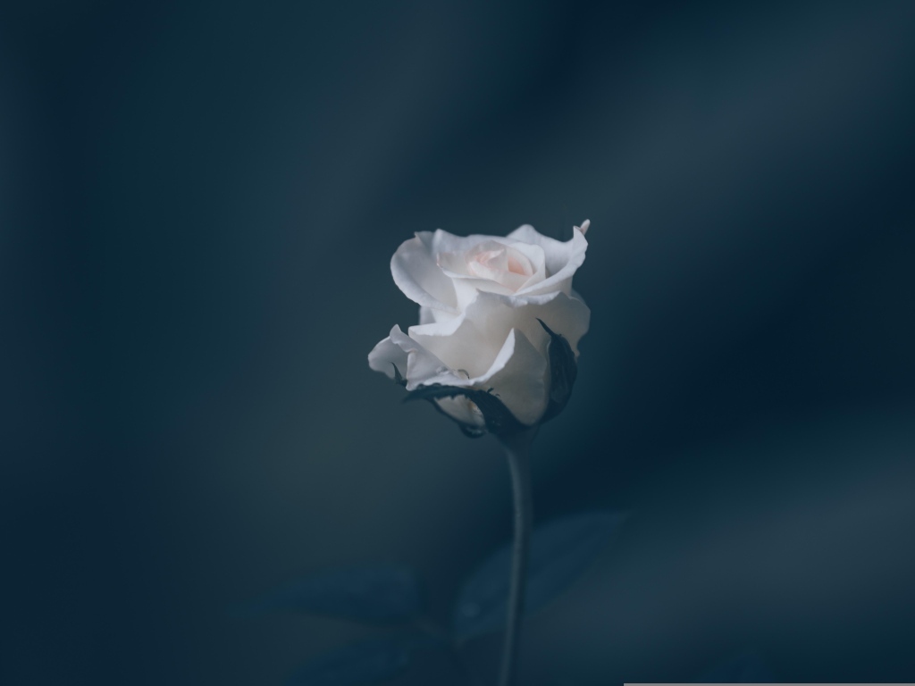 Розовая роза на сером фоне