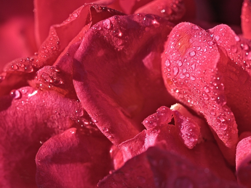 Розовые лепестки розы в каплях росы
