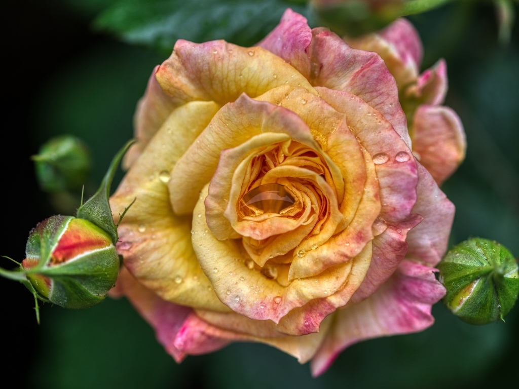 Розовая роза с бутонами крупным планом