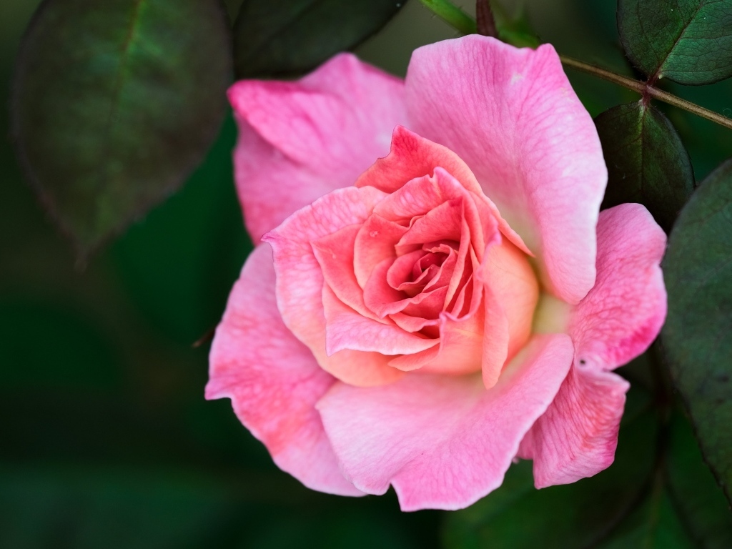 Розовая чайная роза с зелеными листьями