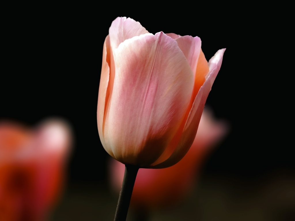 Розовый тюльпан на черном фоне крупным планом