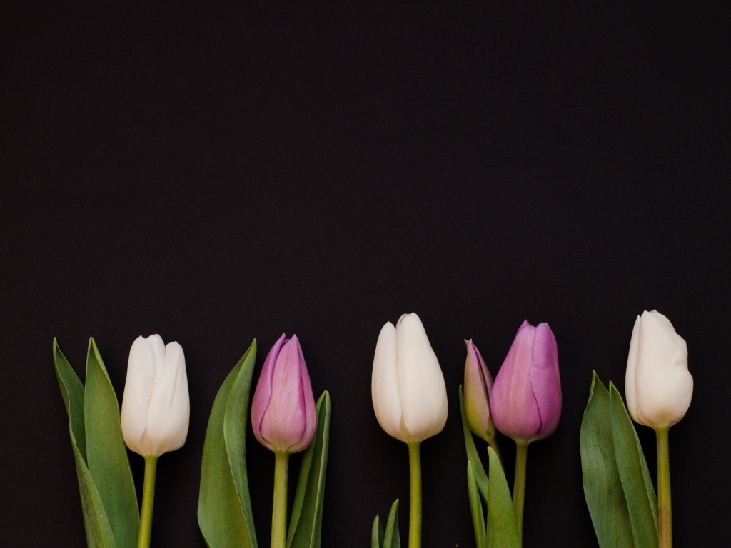 Розовые тюльпаны на черном фоне