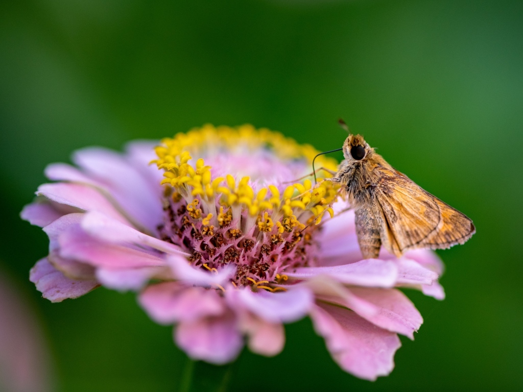 Розовый цветок циннии с насекомым