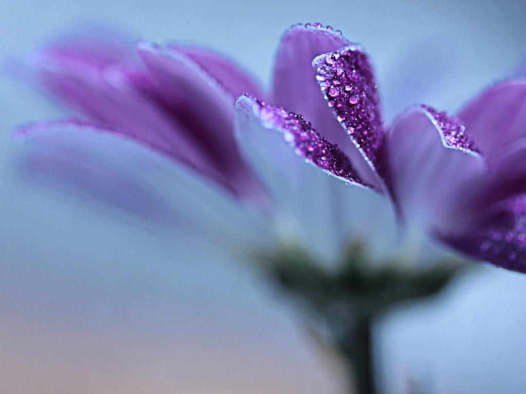 Лепестки фиолетовой герберы в каплях росы