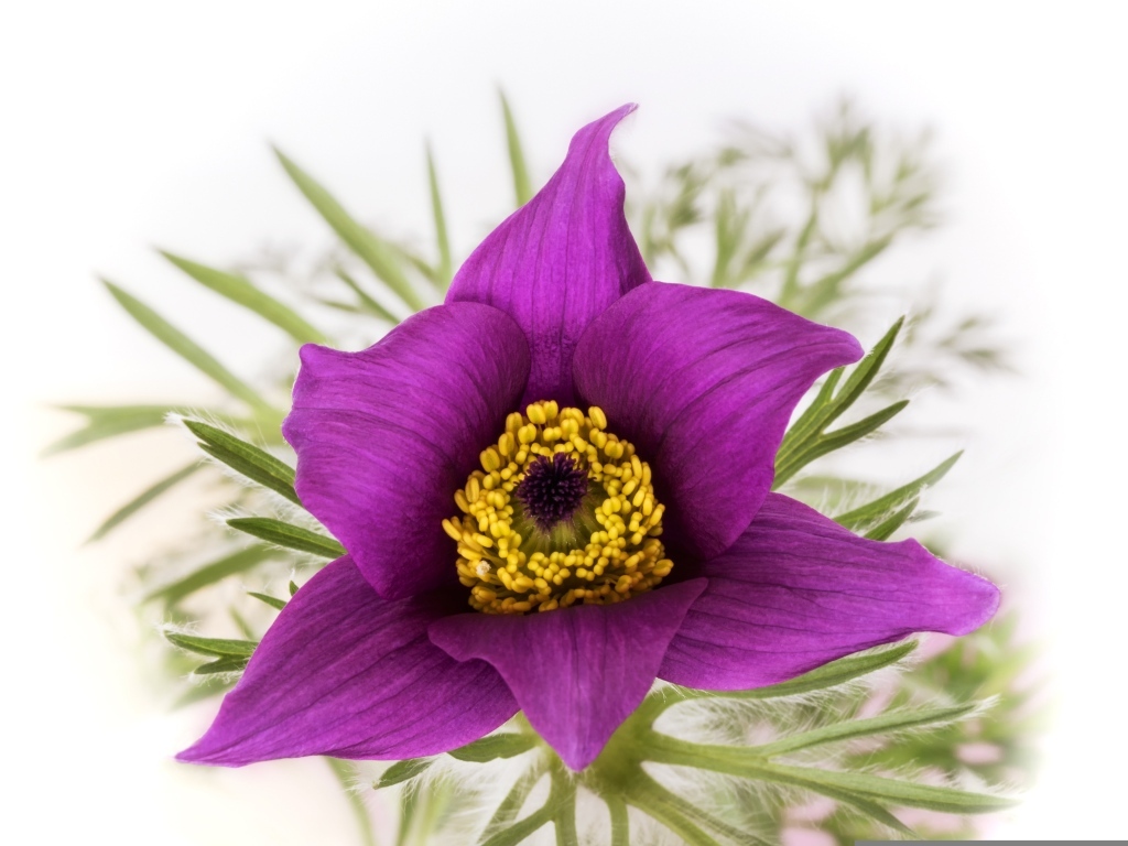 Фиолетовый цветок прострела на белом фоне