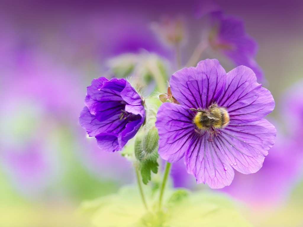 Фиолетовые цветы мальвы вблизи