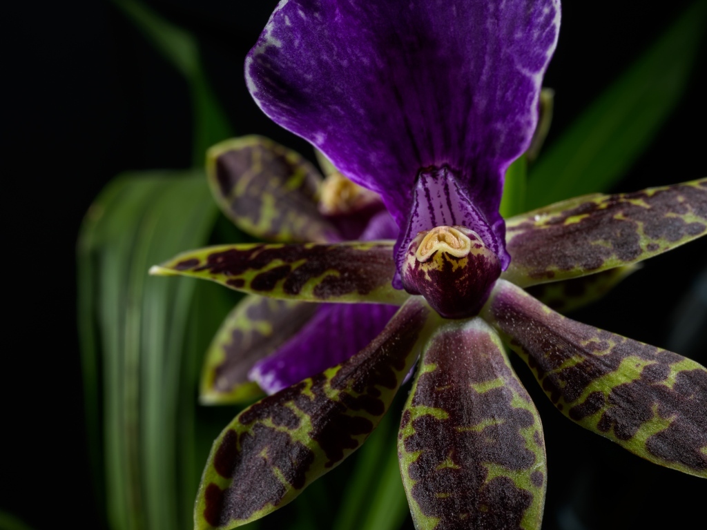 Фиолетовая орхидея на черном фоне
