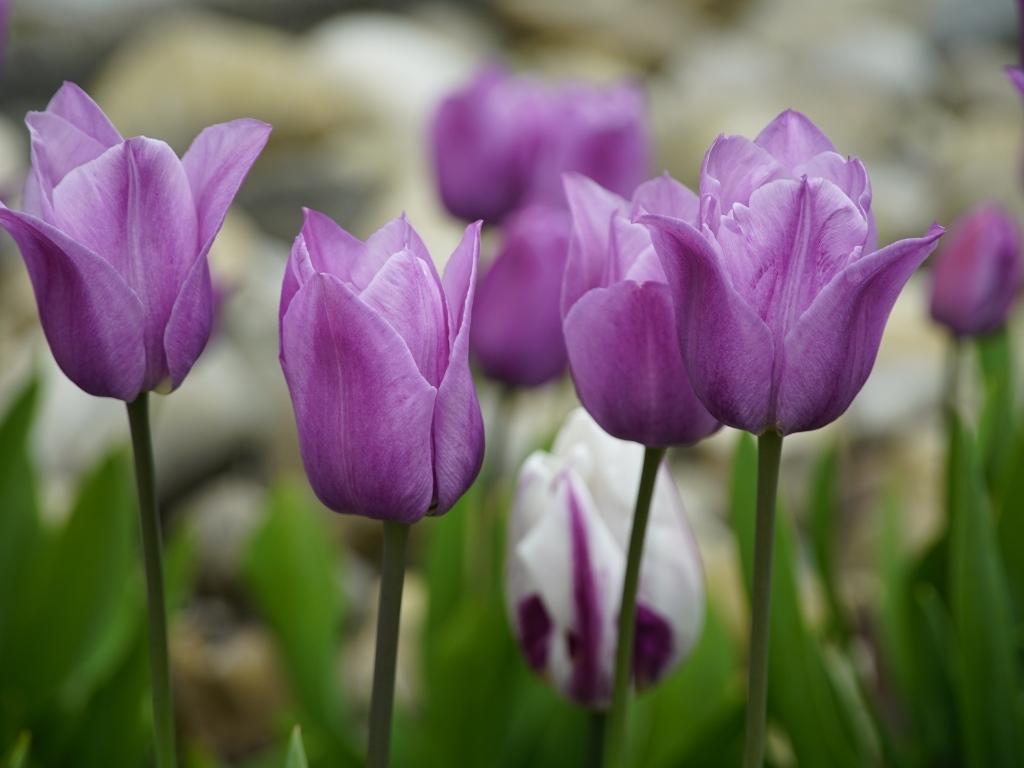 Фиолетовые тюльпаны на клумбе весной