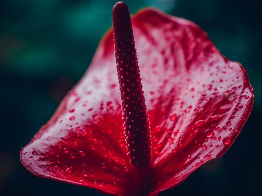 Красный цветок антуриум крупным планом