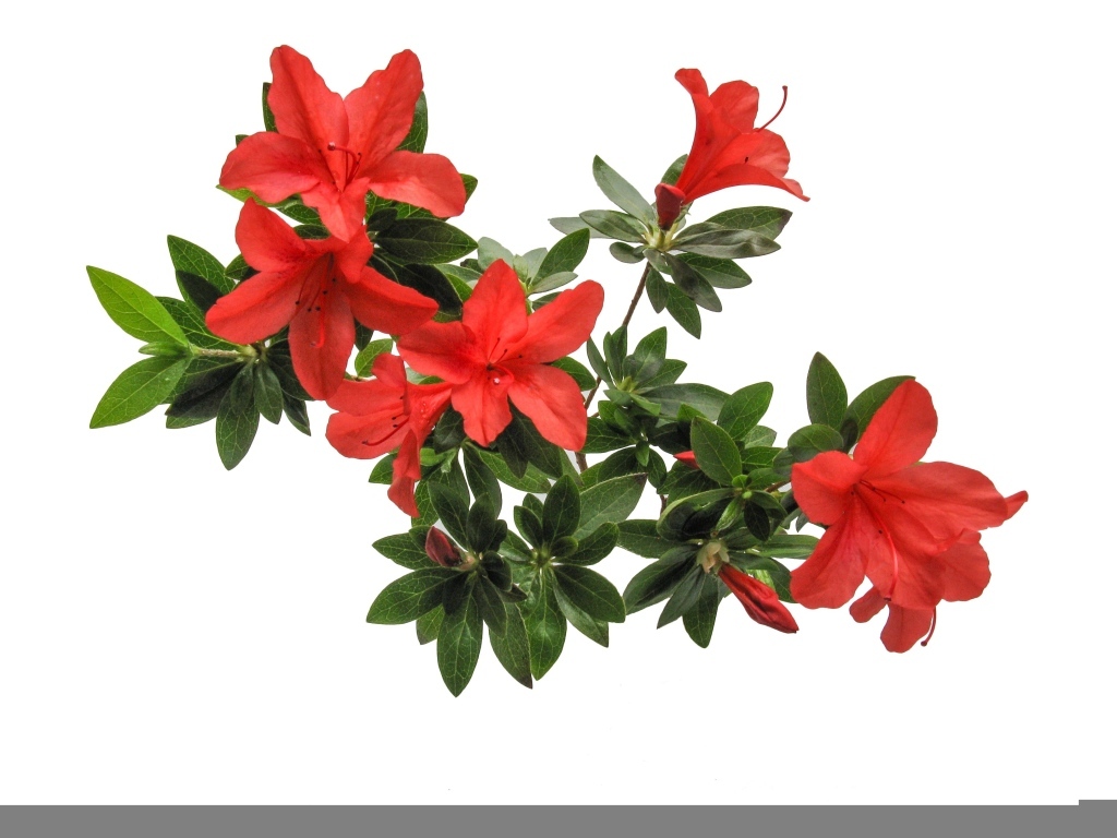 Красные цветы азалия на белом фоне