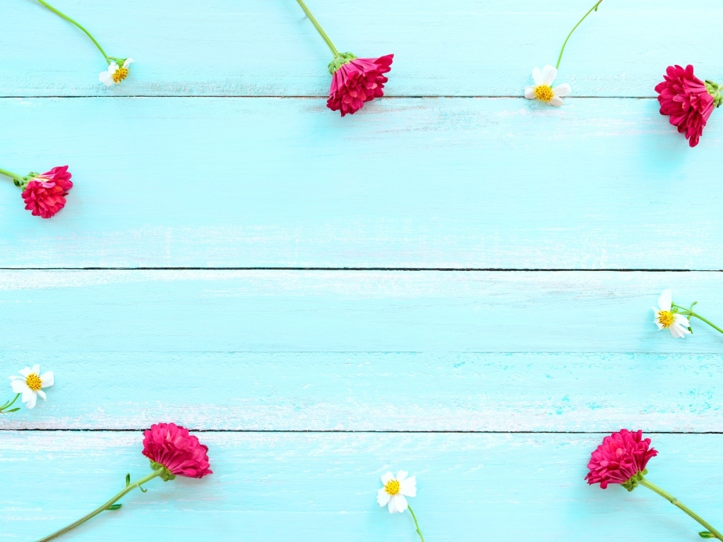 Красные хризантемы и цветы космеи на голубом фоне