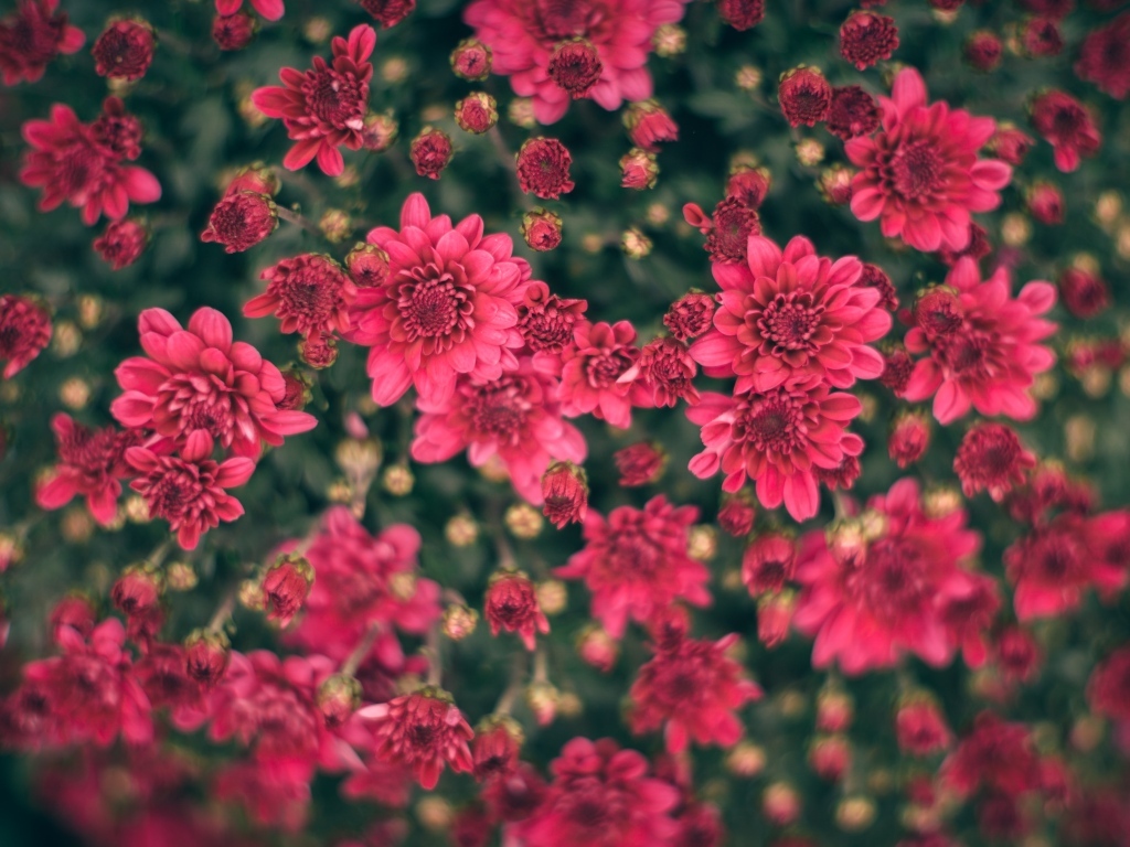 Красные хризантемы на клумбе вид сверху