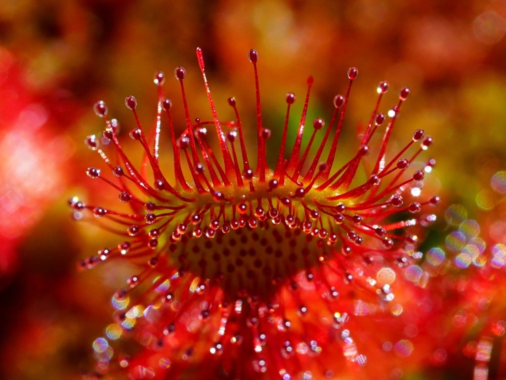 Красный цветок мухоловка