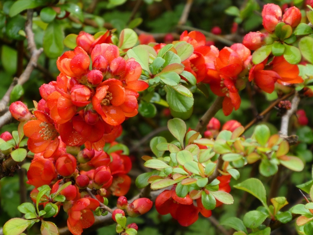 Красные цветы японской айвы на кустарнике