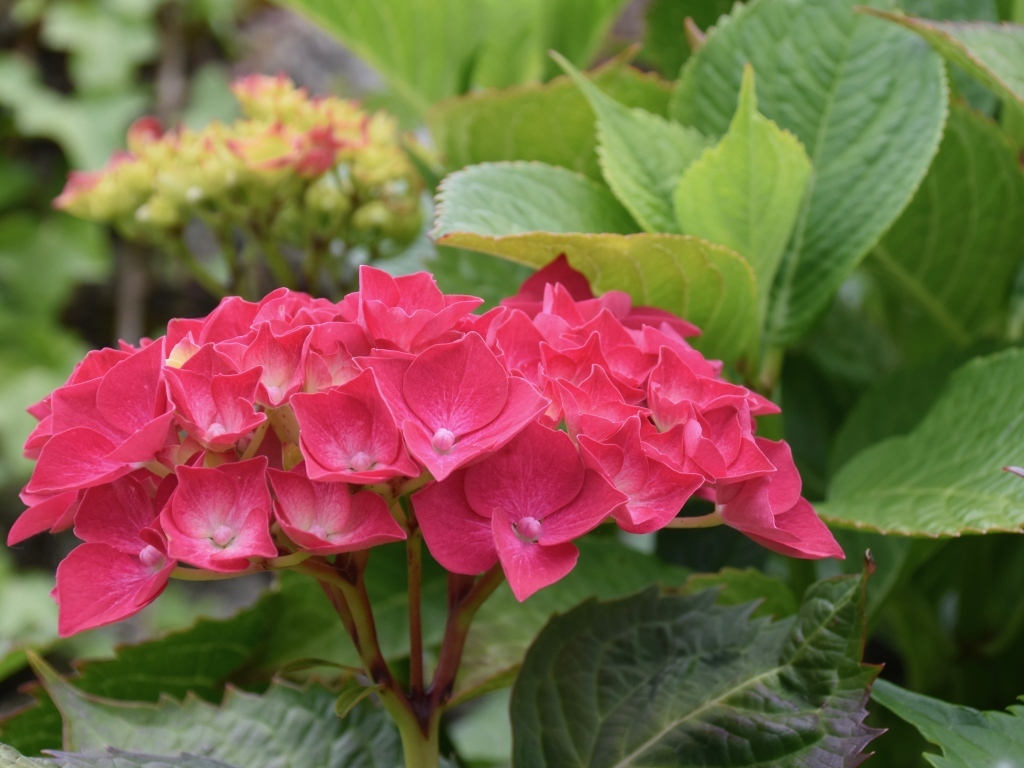 Красная гортензия с зелеными листьями в саду