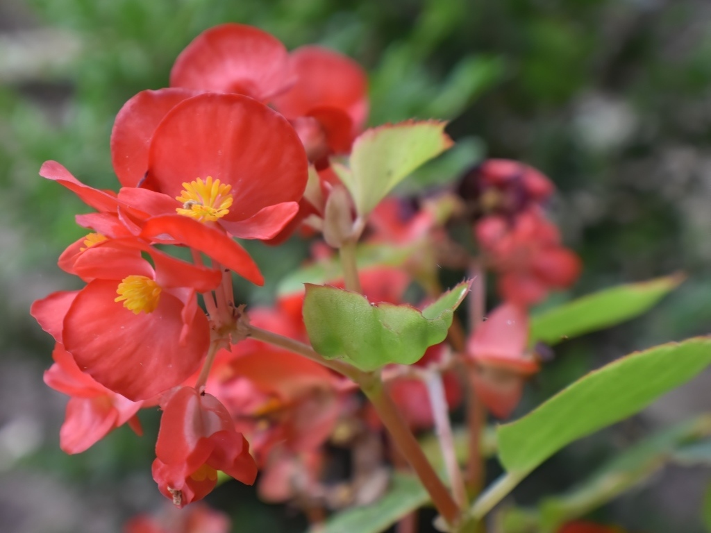 Красные комнатные цветы бегония