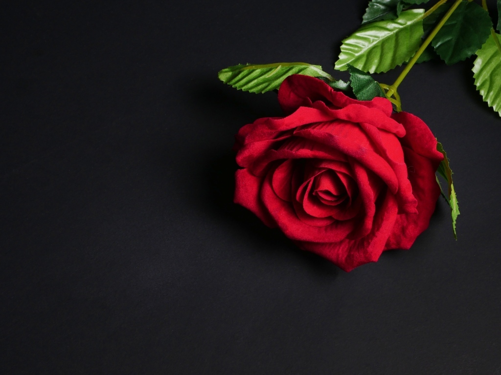 Красный цветок розы на черном фоне