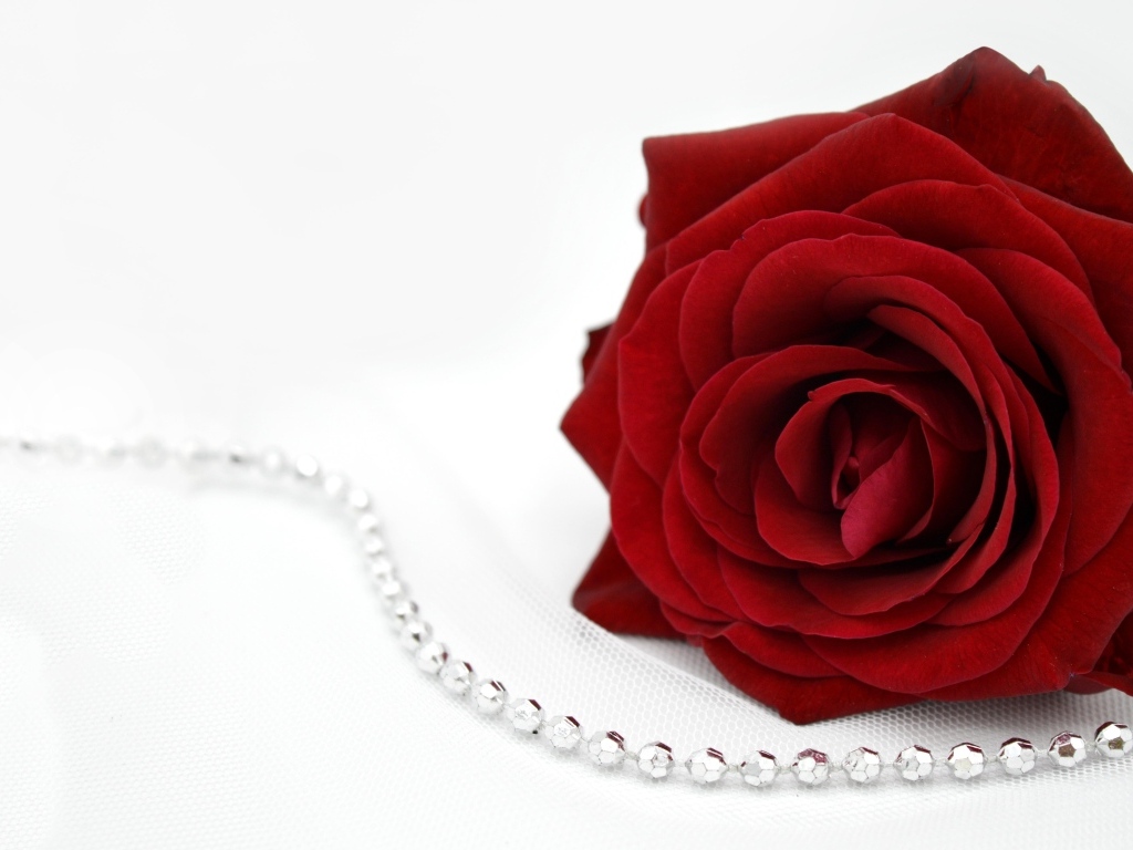 Красная роза с бусами на белом фоне