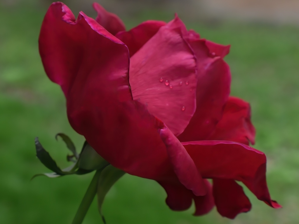 Красная роза с нежными лепестками 