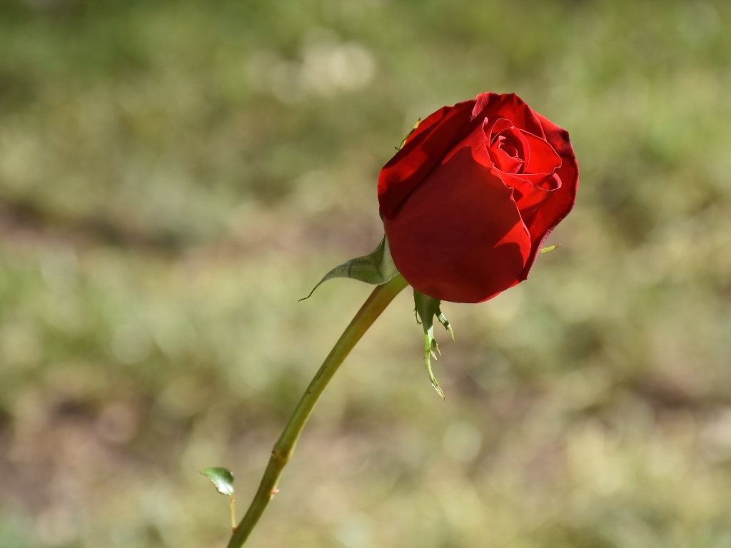 Красная роза с ароматными лепестками