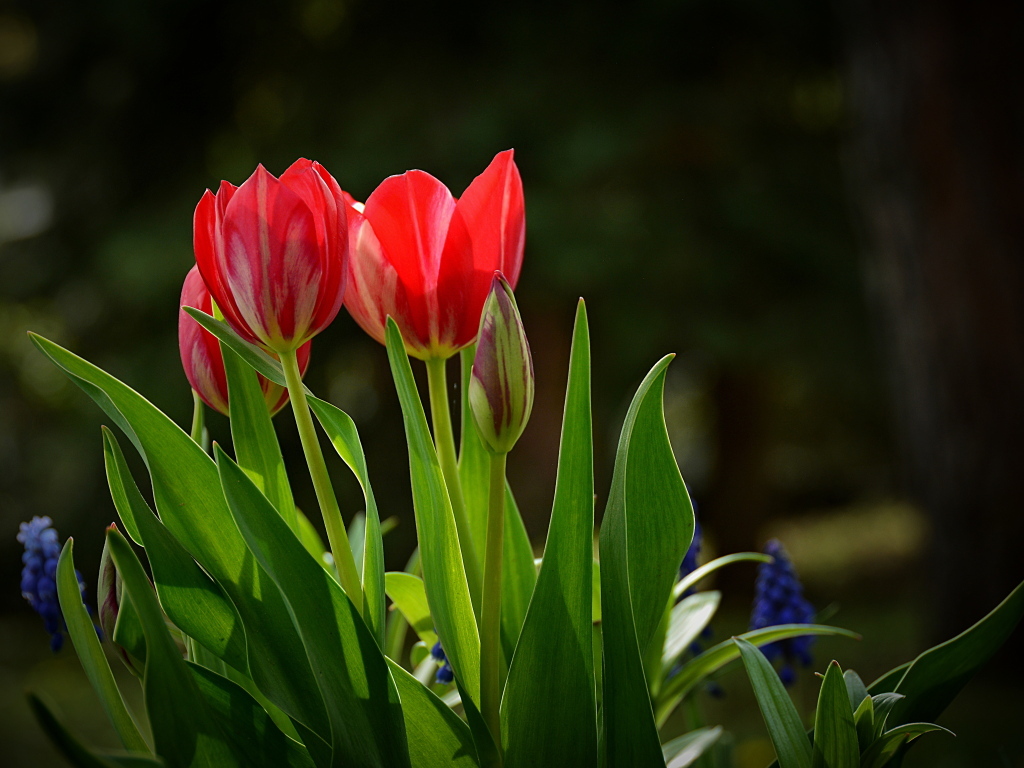 Красные тюльпаны и синие мускари на клумбе