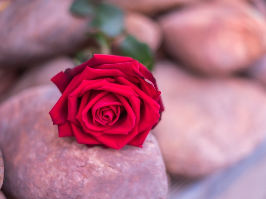 Алая роза лежит на камне