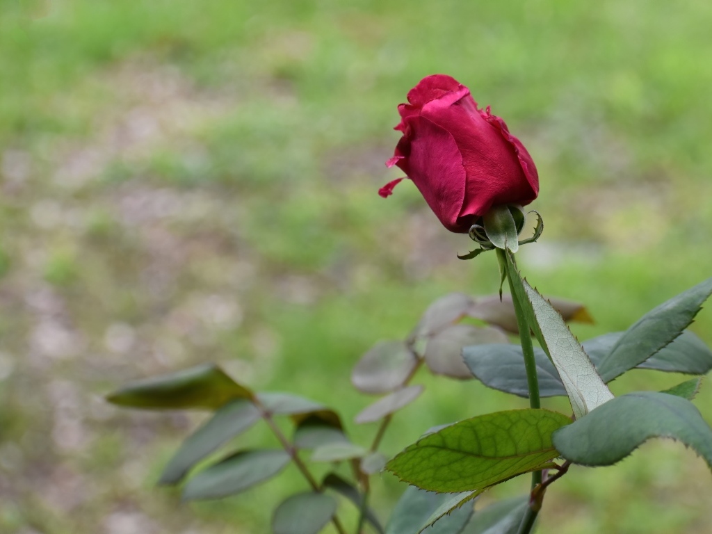 Алая роза с зелеными листьями крупным планом