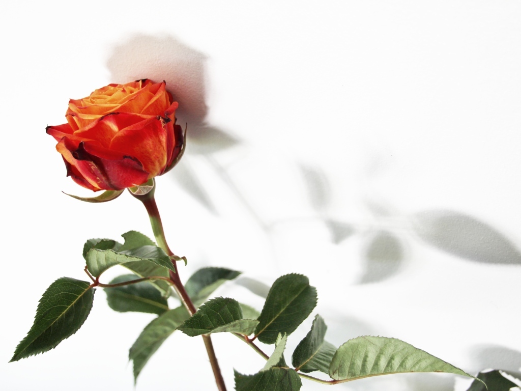Тень оранжевой розы на белой поверхности