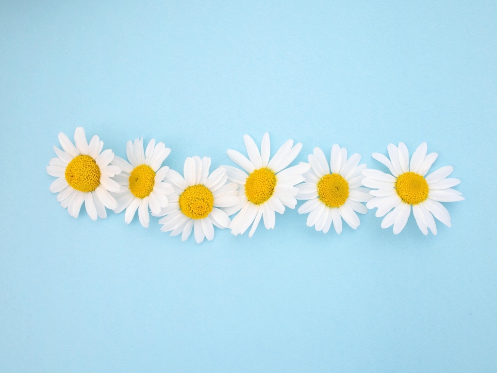 Шесть белых ромашек на голубом фоне