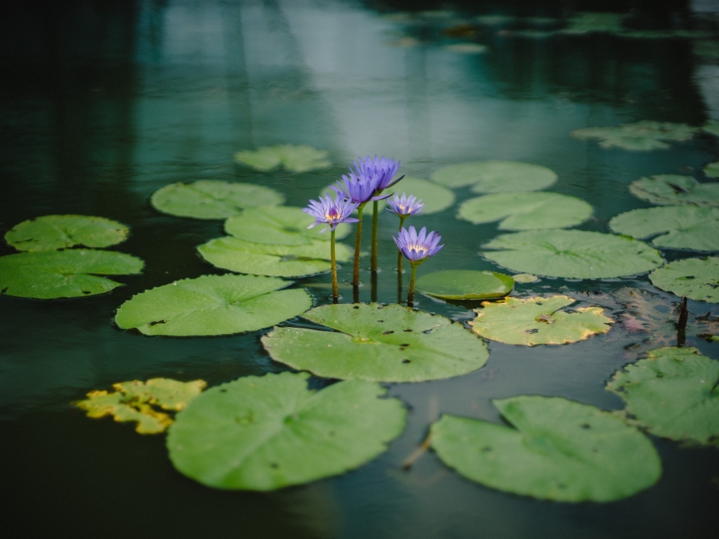Маленькие сиреневые водяные лилии с зелеными листьями