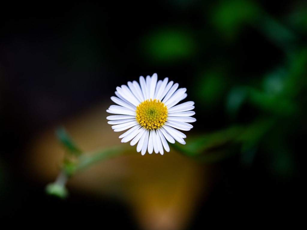 Маленькая одинокая ромашка крупным планом