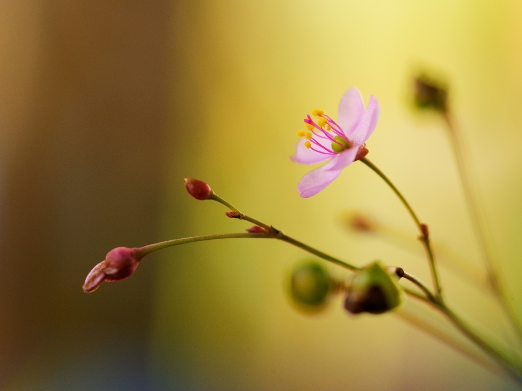 Маленькие розовые нежные цветы крупным планом
