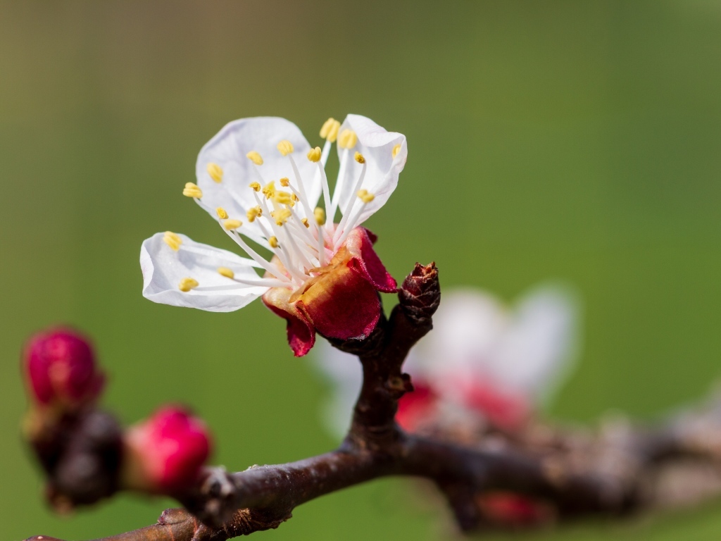 Маленький розовый цветок на ветке абрикоса весной