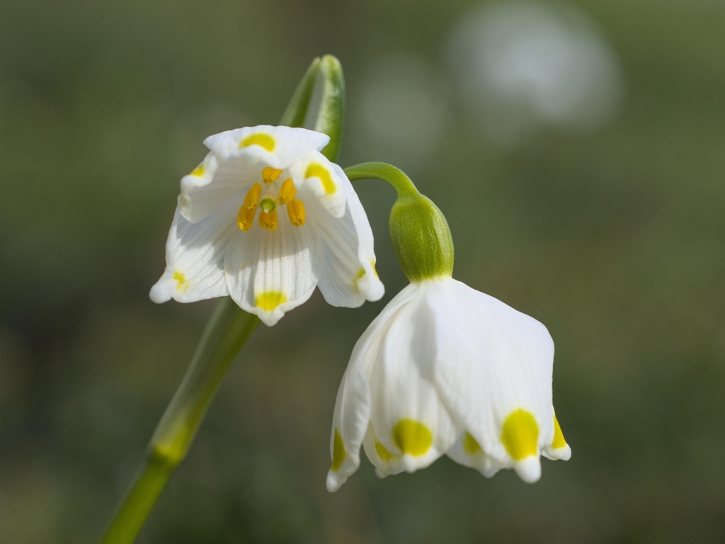 Маленькие белые весенние цветы