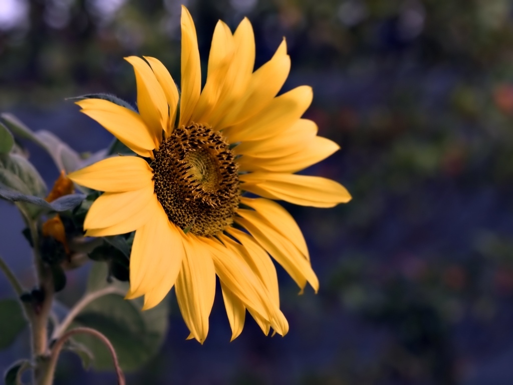 Маленький желтый цветок полевого подсолнуха
