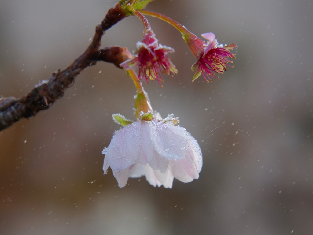 Снег падает на розовый цветок