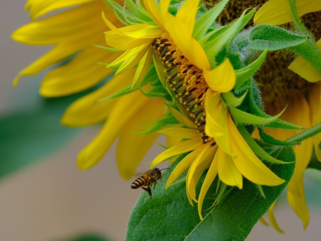 Пчела кружит у цветов подсолнуха