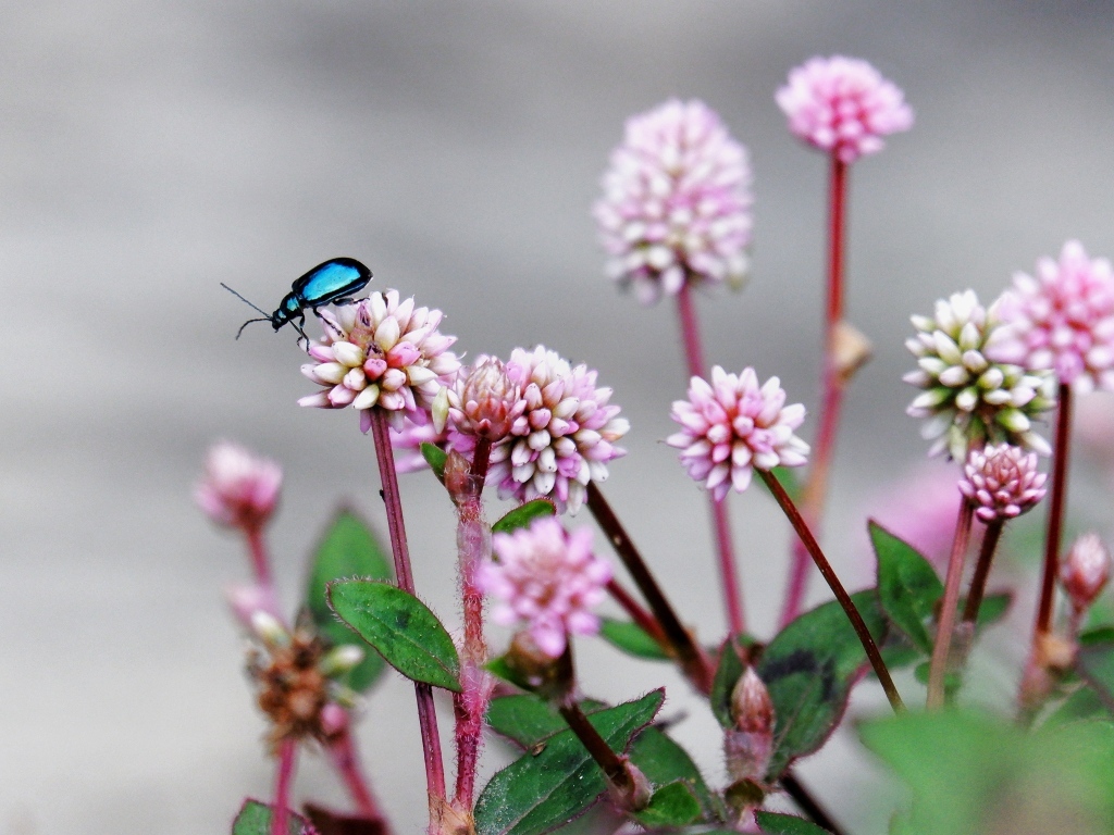 Жук сидит на розовых маленьких цветах
