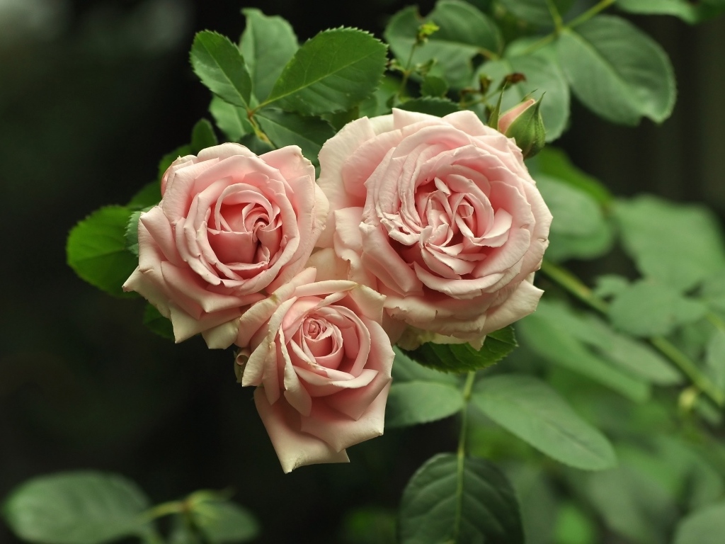 Три розовых розы с зелеными лепестками крупным планом