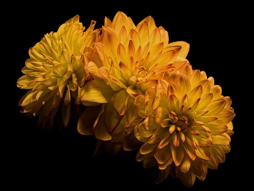 Три желтых цветка хризантемы на черном фоне