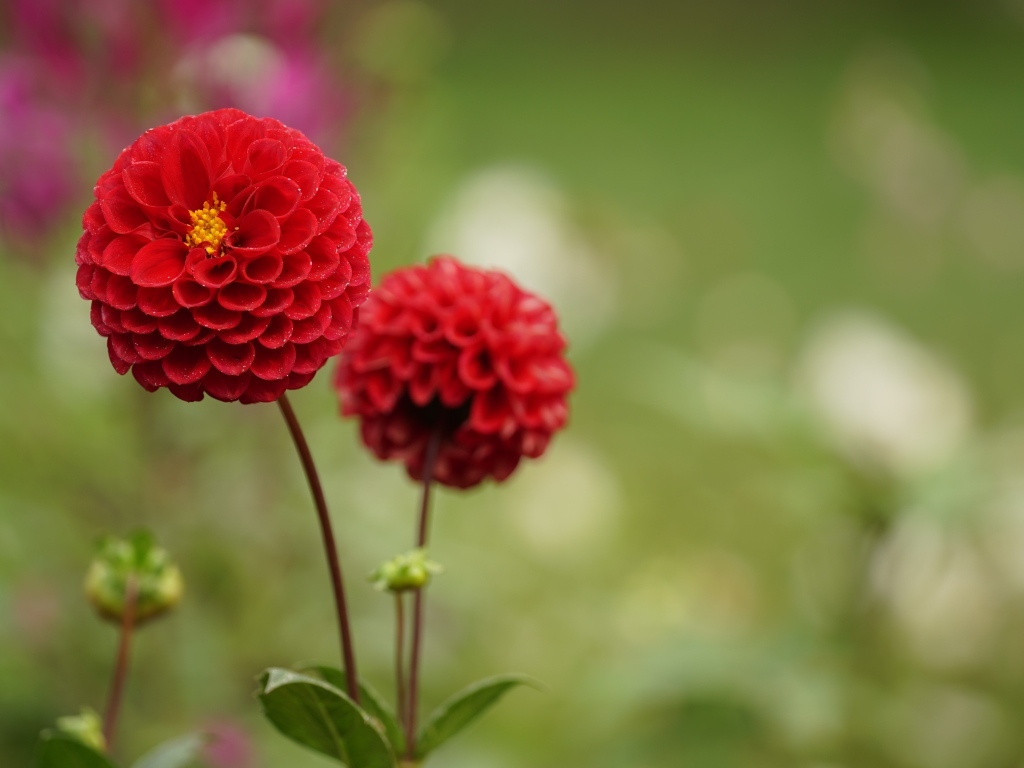 Два красивых пышных цветка садовой георгины