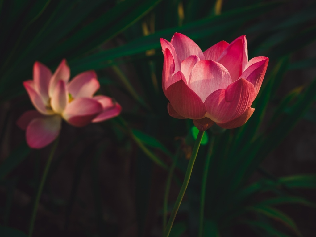 Два красивых розовых цветка лотоса