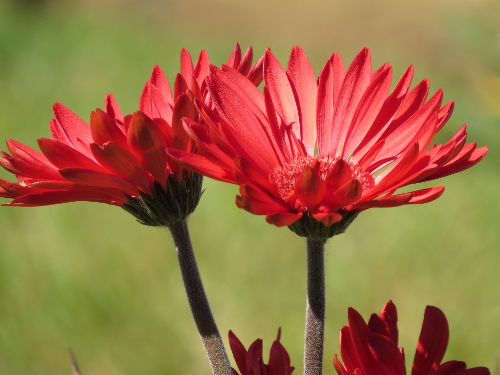 Два красивых красных цветка крупным планом