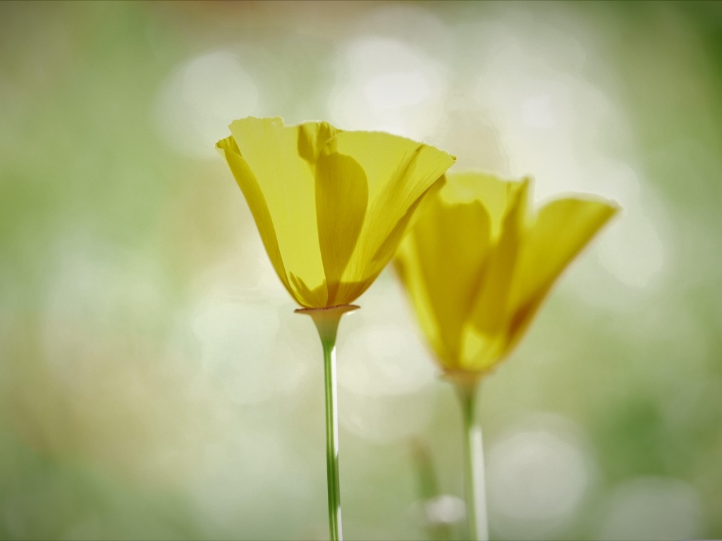 Два нежных желтых цветка эшшольции 