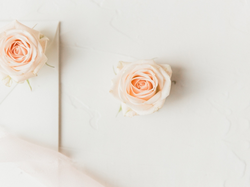 Две розовые розы на белом фоне