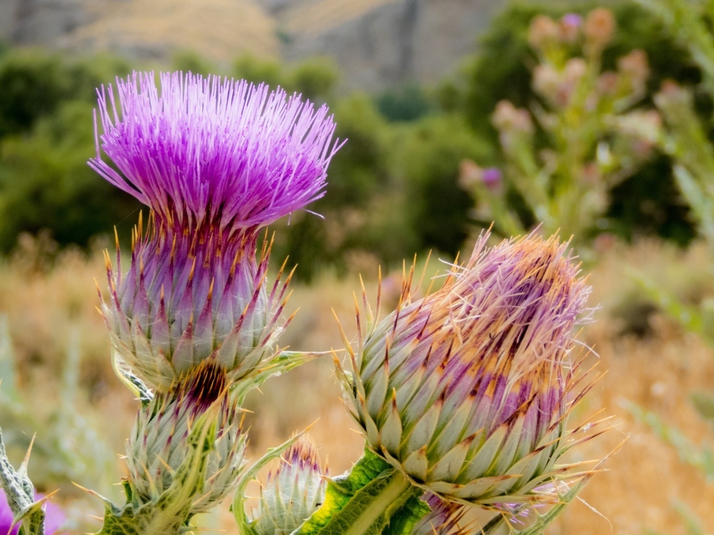 Два розовых колючих цветка чертополоха