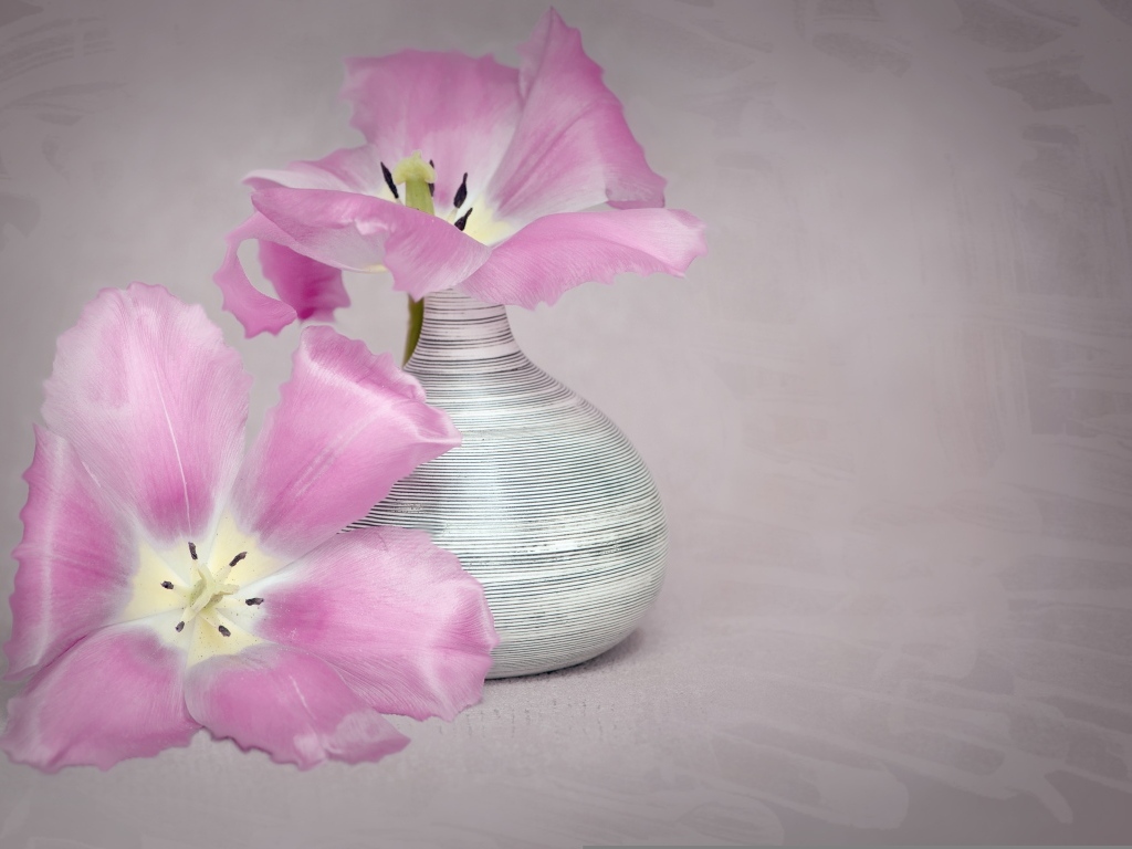 Два розовых тюльпана с вазой на сером фоне