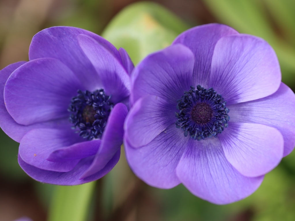 Два фиолетовых цветка анемона