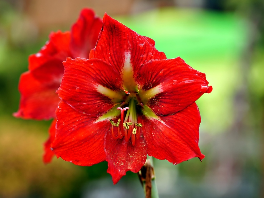 Два красных комнатных цветка амариллиса